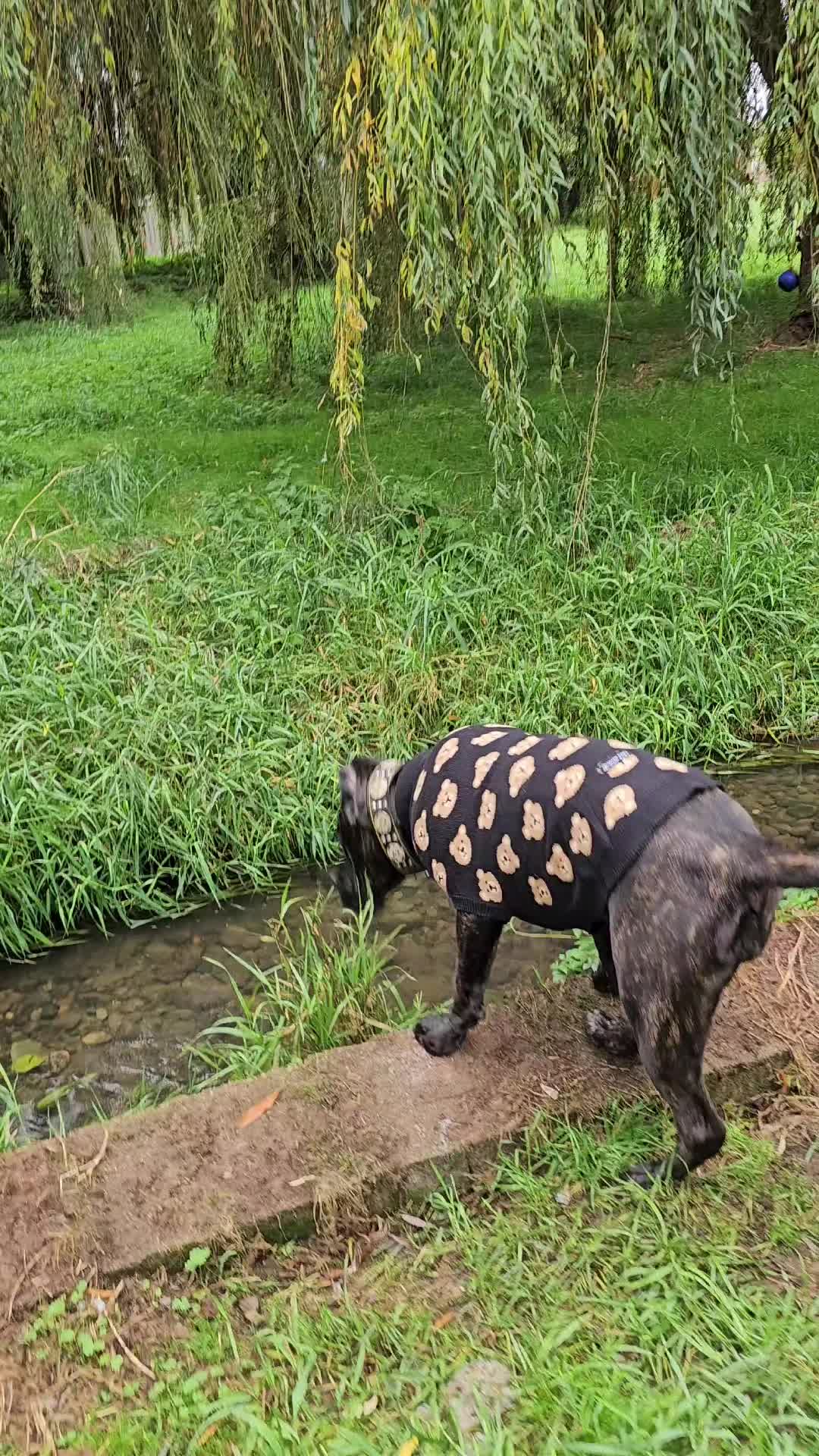 @SalmonCreekCaneCorso