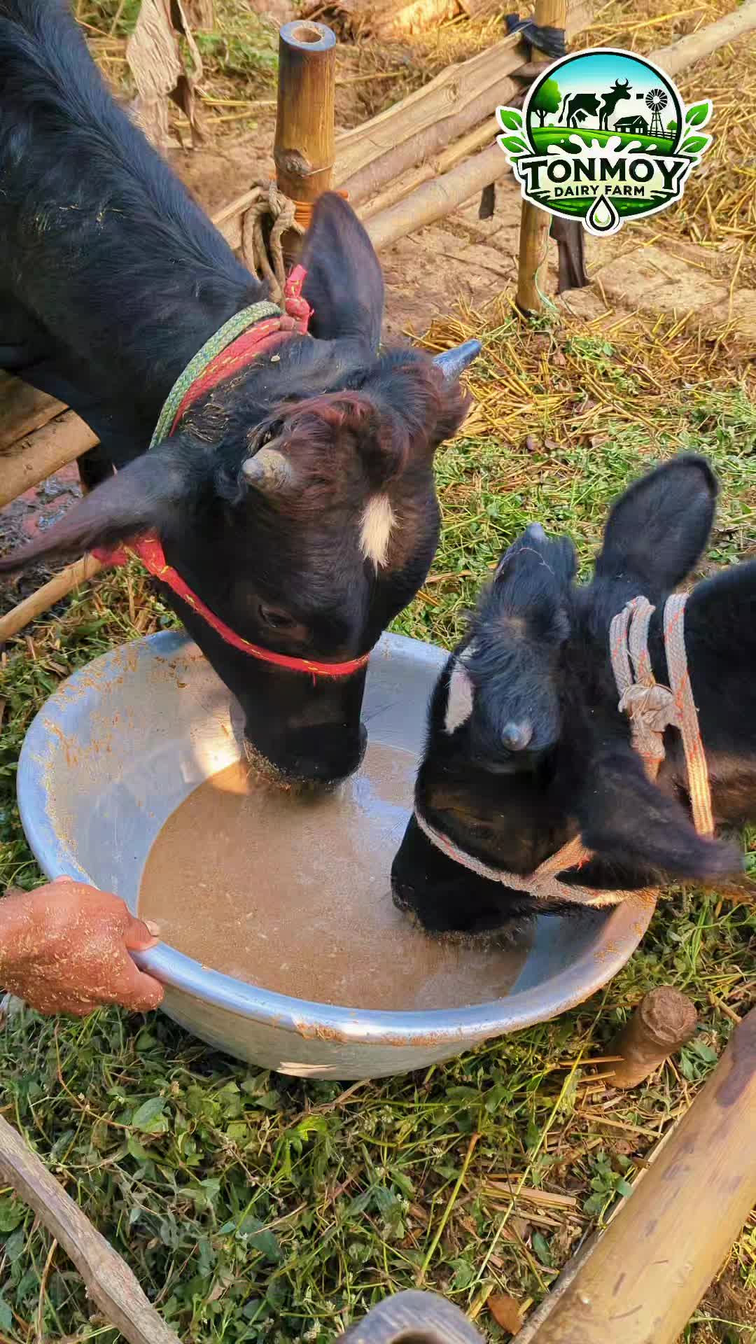 @Tonmoy dairy Farm