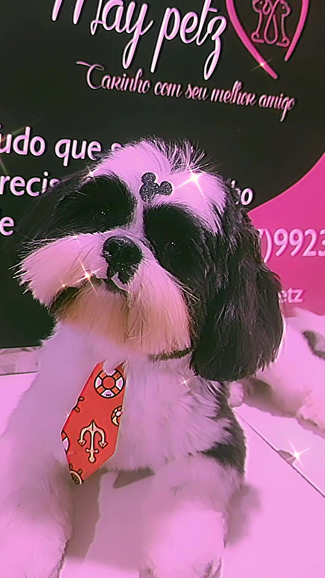 @MayPetz banho e tosa