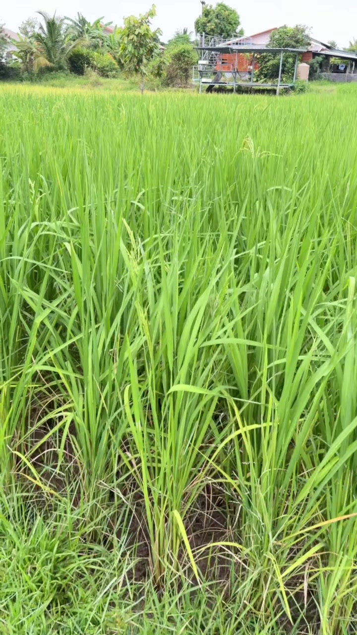 @ยายธร 456