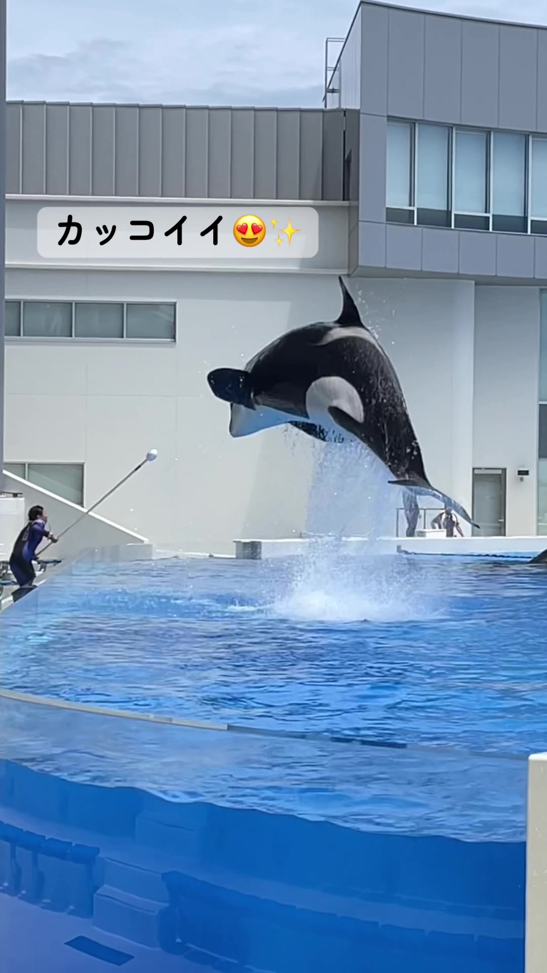 @️🫍シャチが癒し️🌈️️🫧