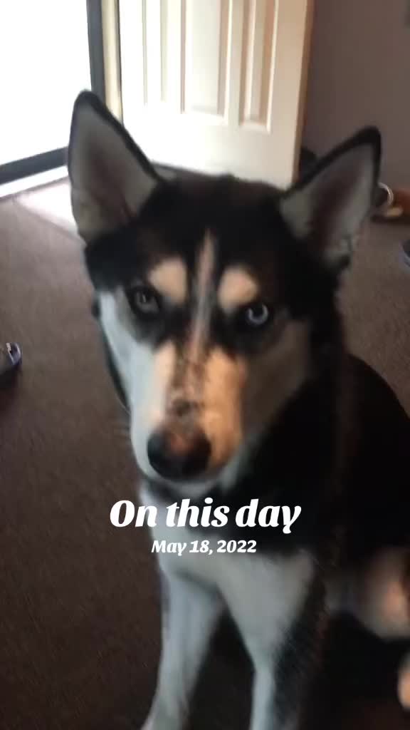 @Martin Scorsese the husky