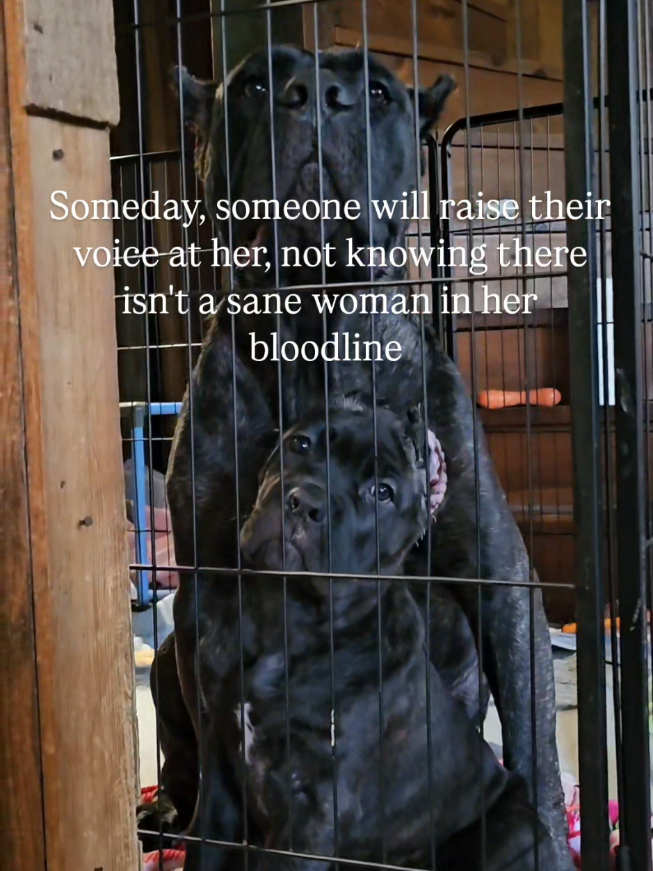 @SalmonCreekCaneCorso