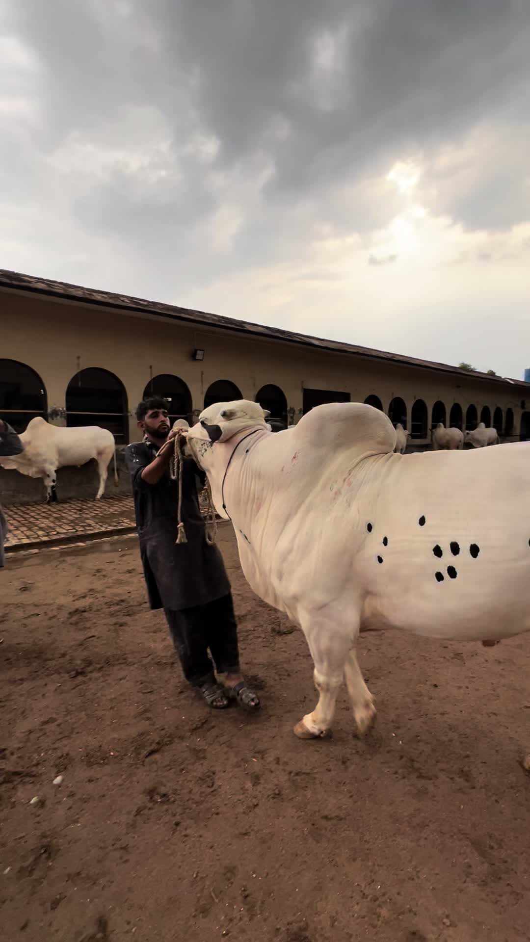 @Gulf Cattle Farm Official