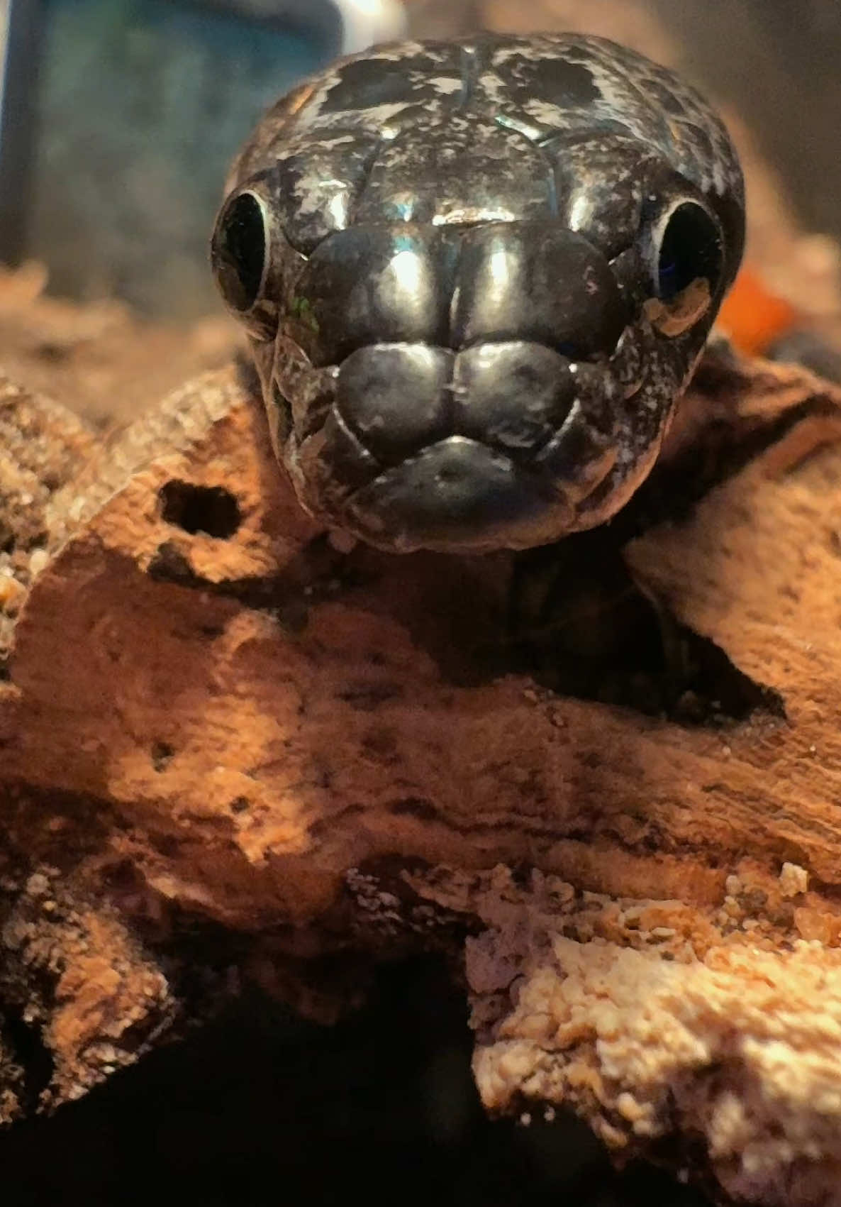 @Sᴄʀᴇᴀᴍ