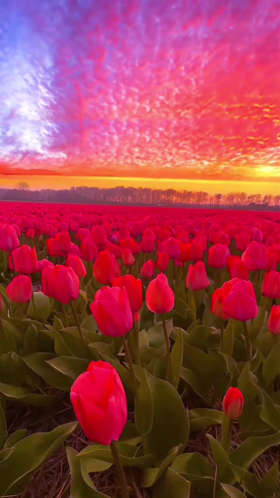 @savenaturesaveearth0