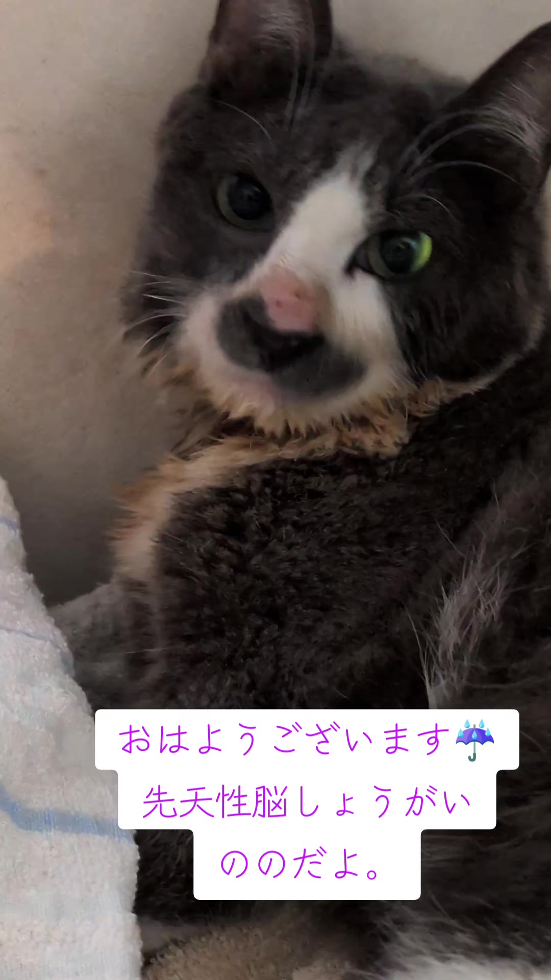 @てんきな