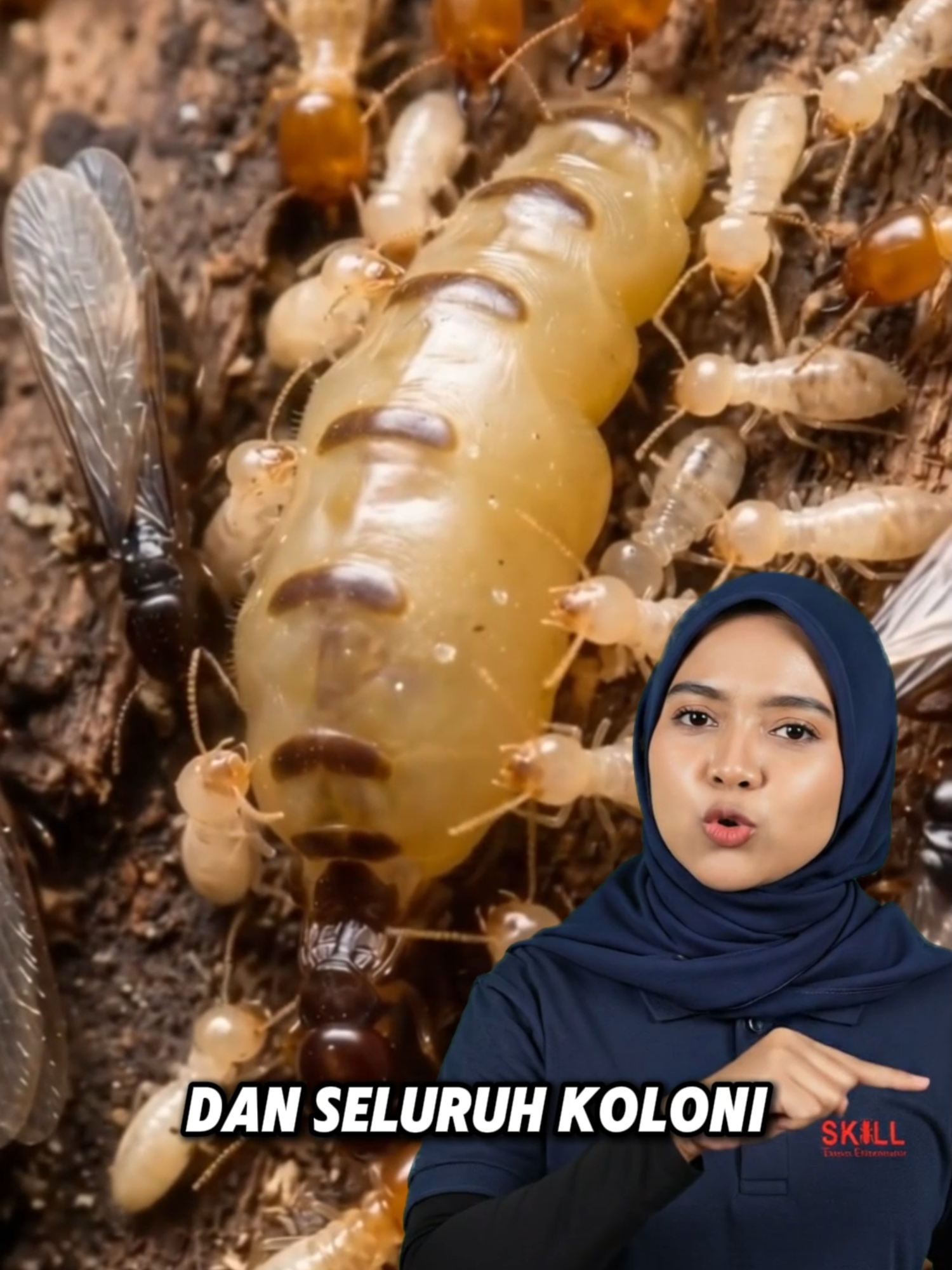 @Skill Termite MY