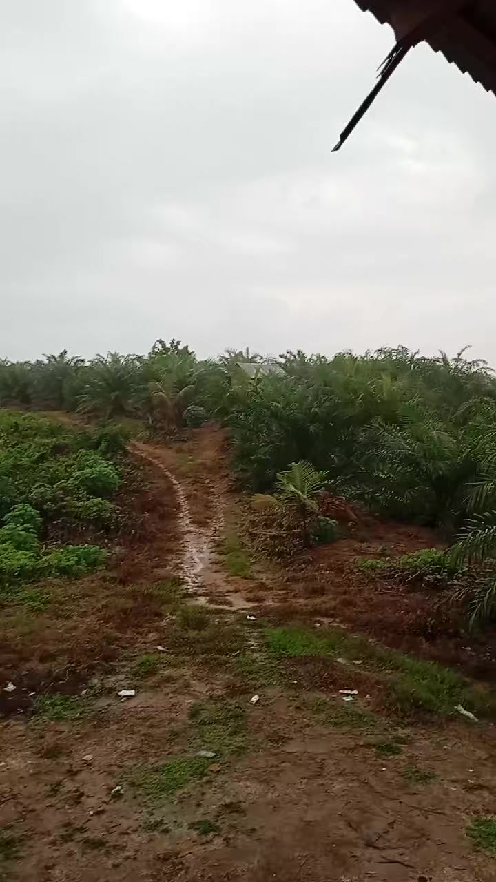@syafrida