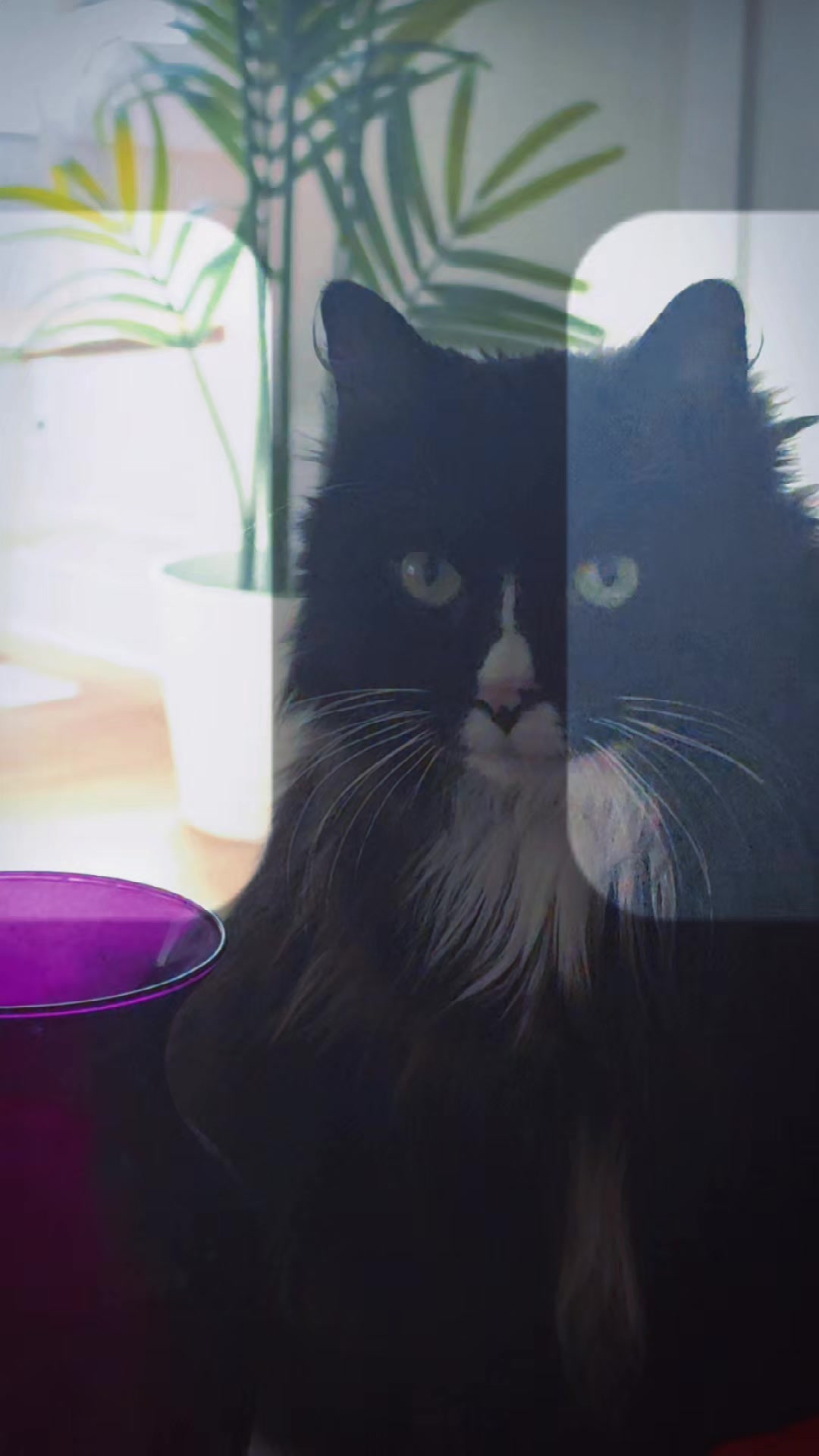 @AtticaTheTuxedoCat