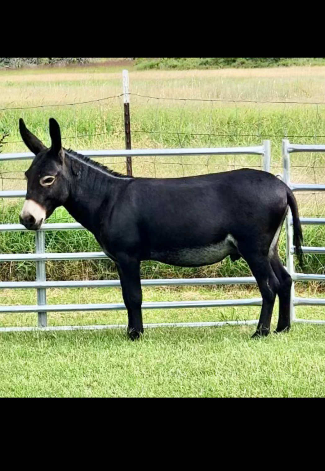 @Cypress Farm Donkeys