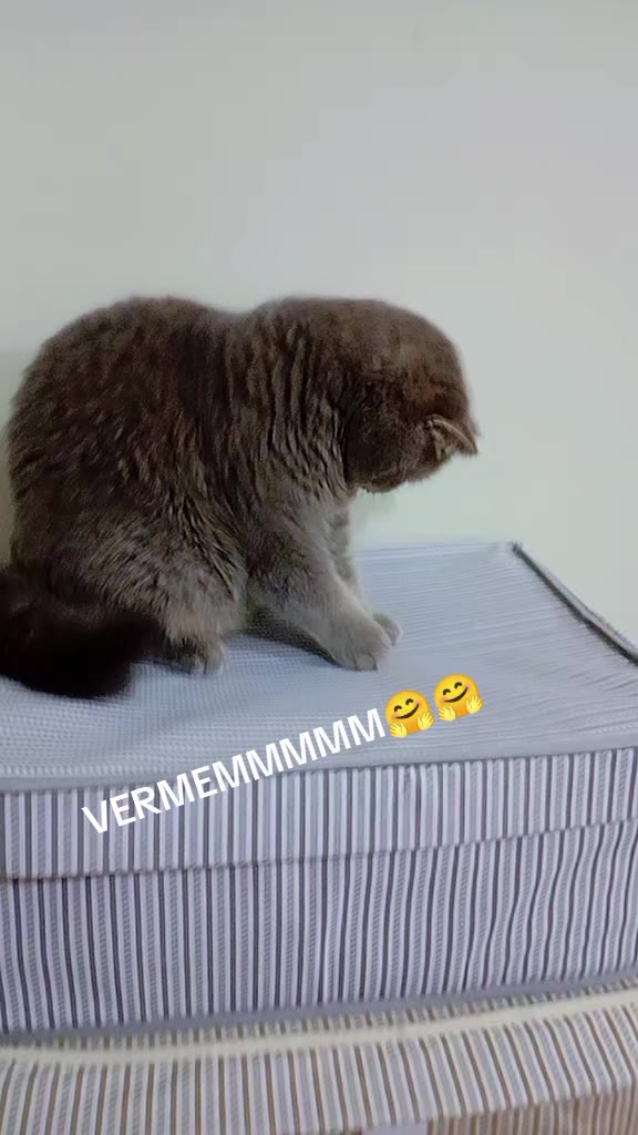 @evimizinbirtanesi