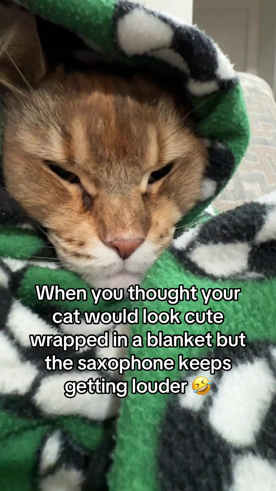 @Theo & Ember 🐈🐈&zwj;⬛