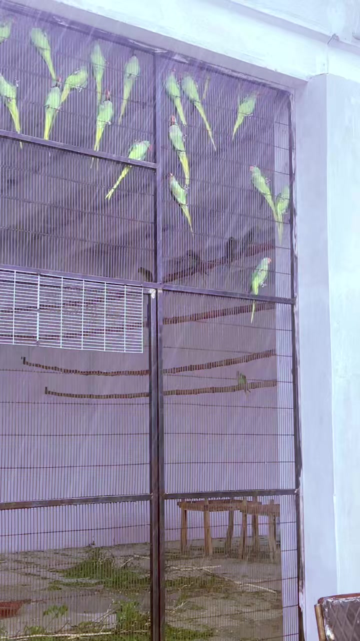 @WA Aviary