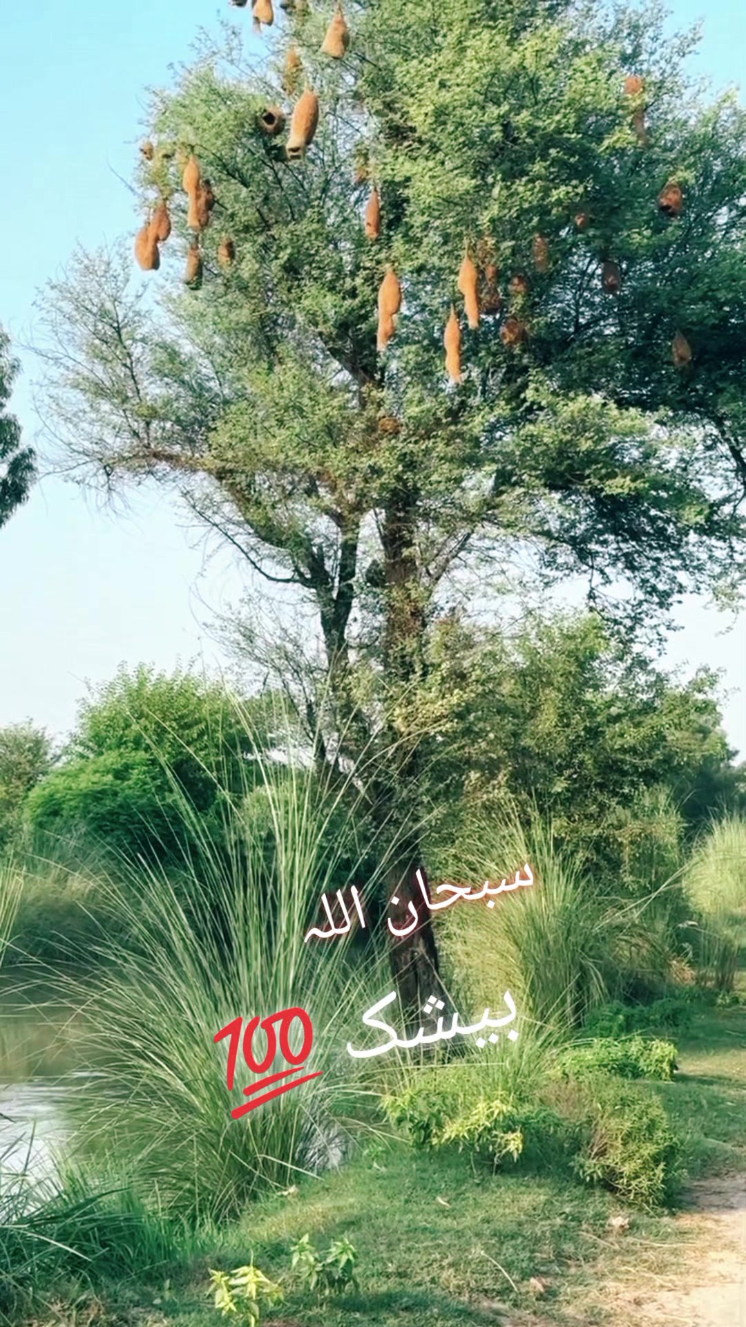 @پہلوان راجہ ذیشان(دینہ)
