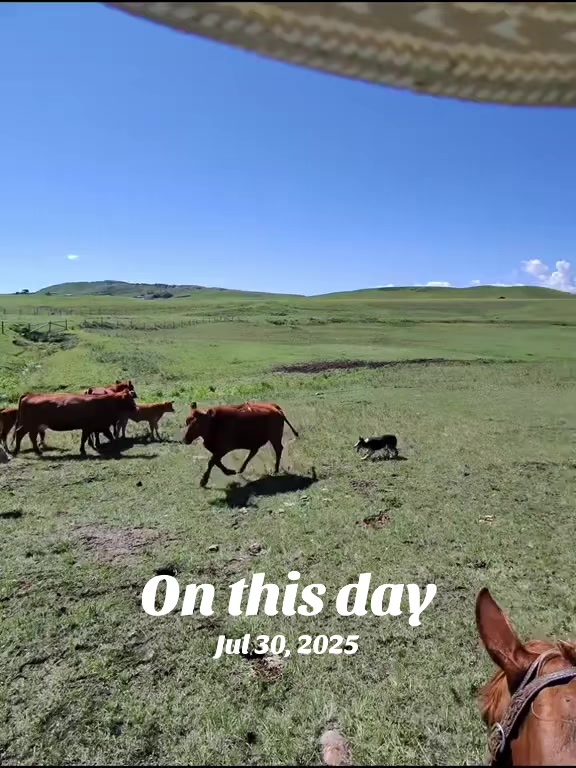 @Ducestockdogs&QuarterHorses