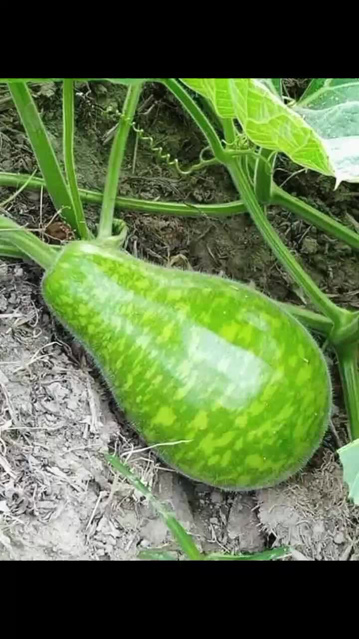 @leylo 686