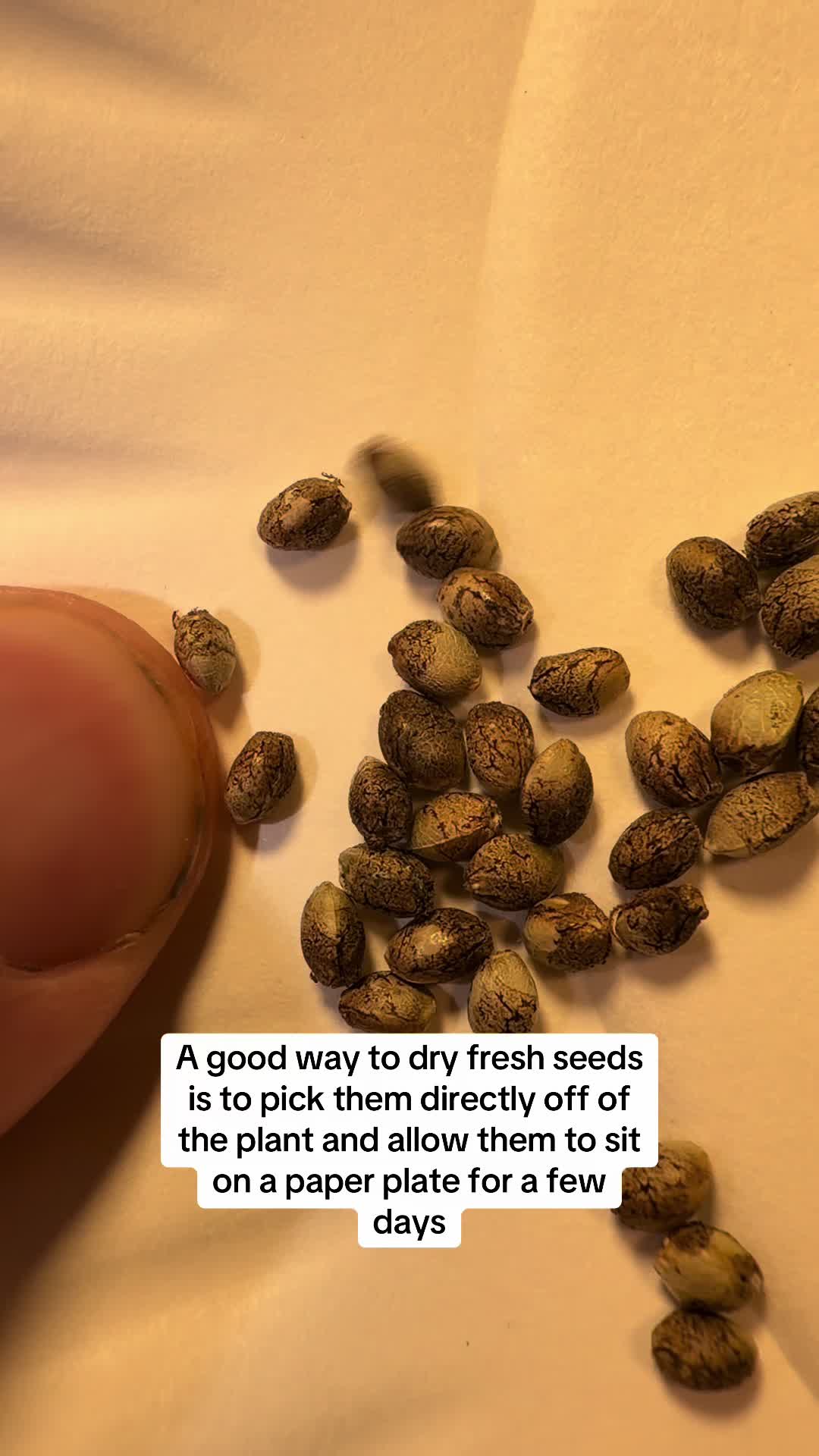 @SEEDTIVA