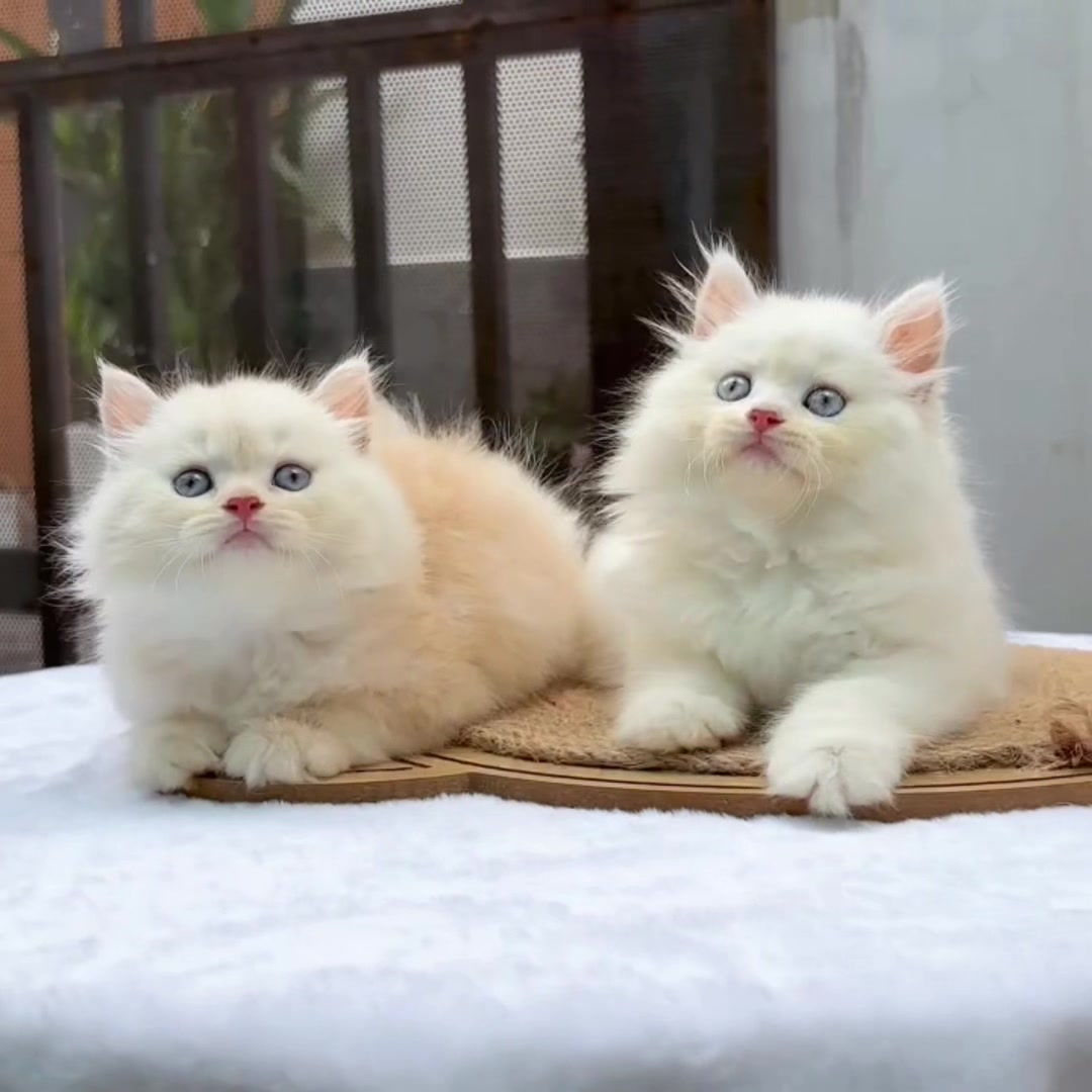 @fuyncats
