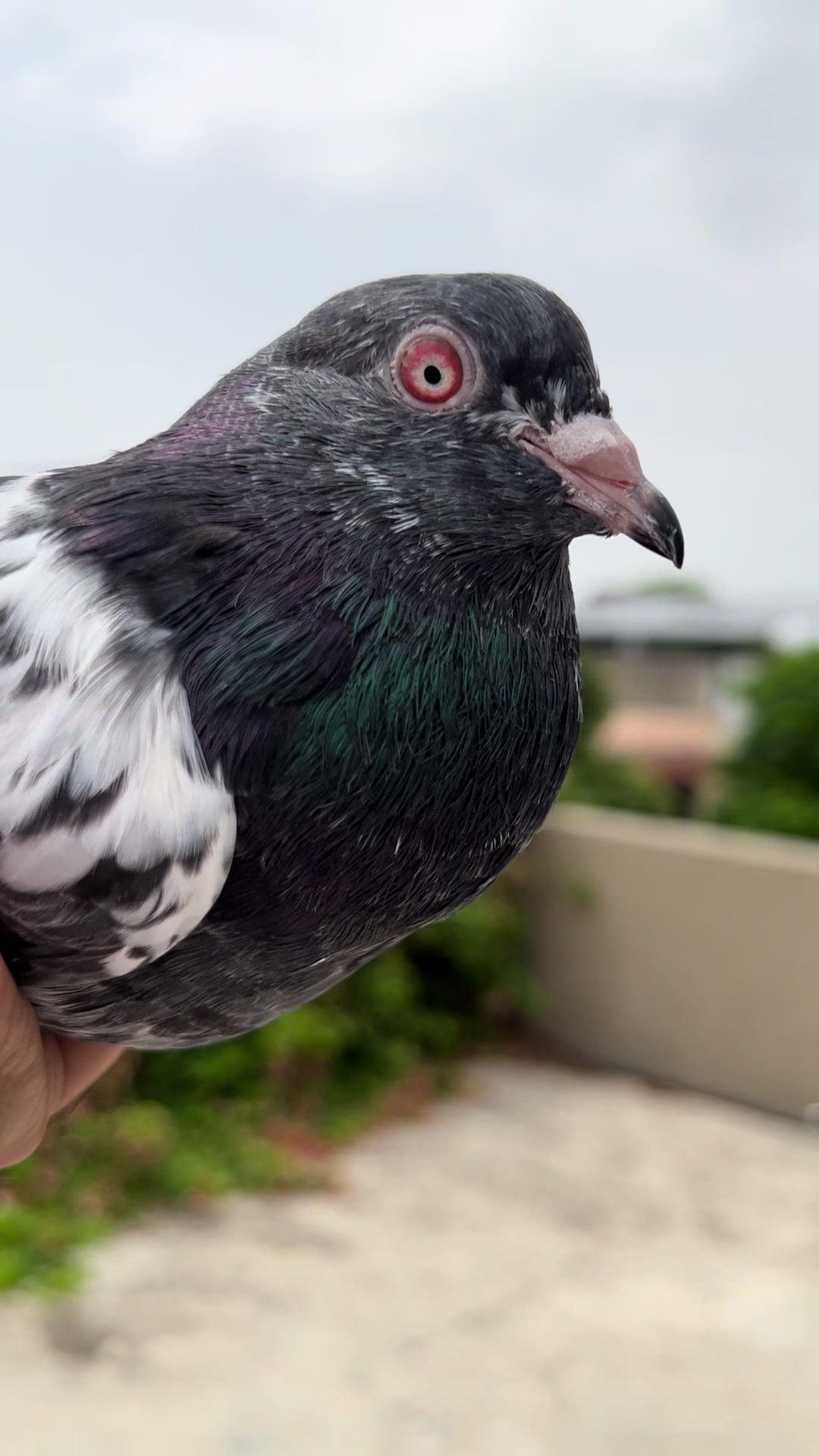 @The Best Pigeons