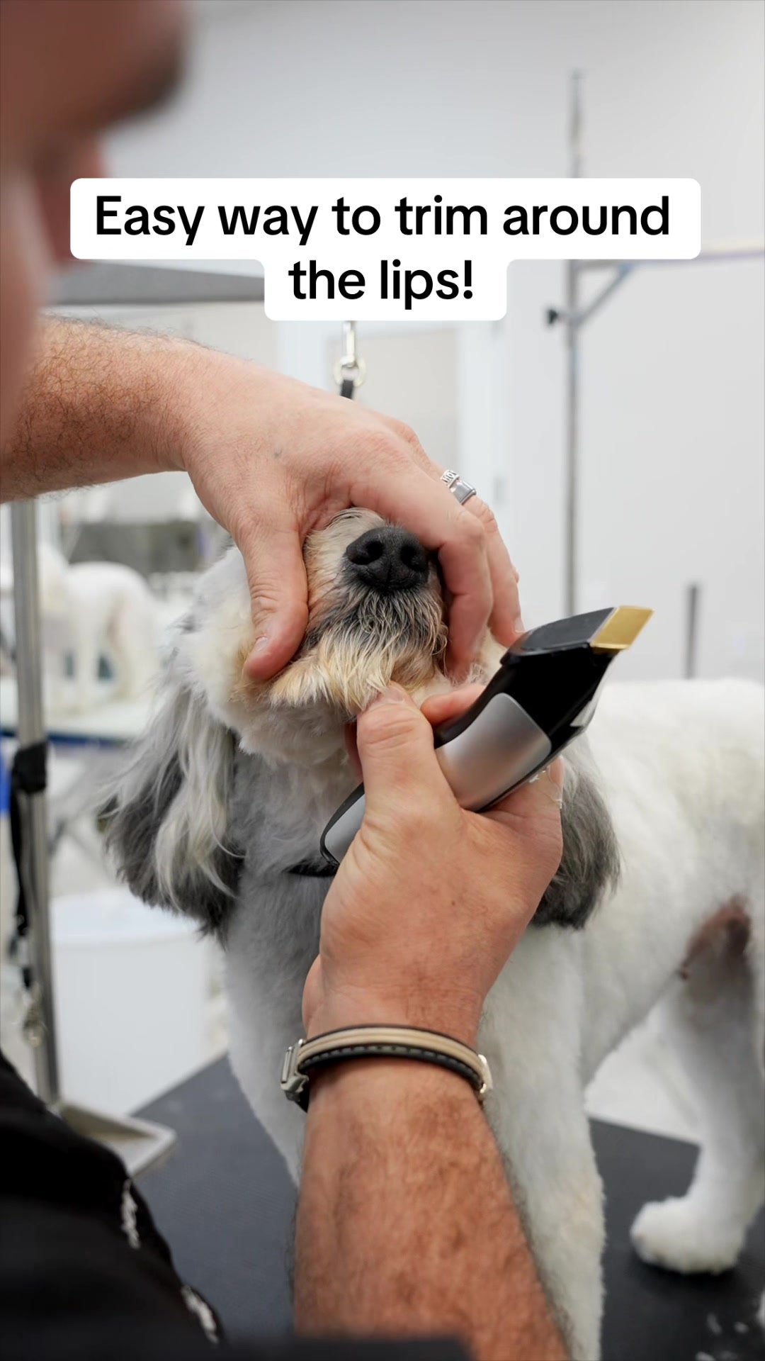 @NorCal Grooming Academy
