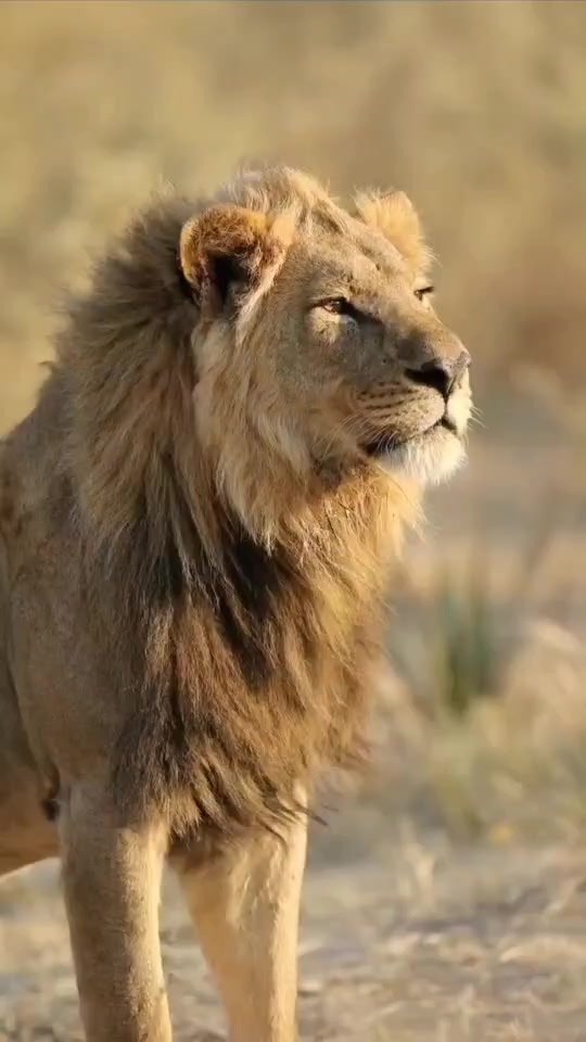 @LION MOTIVATION 🇨🇩🇨🇩🇨🇩