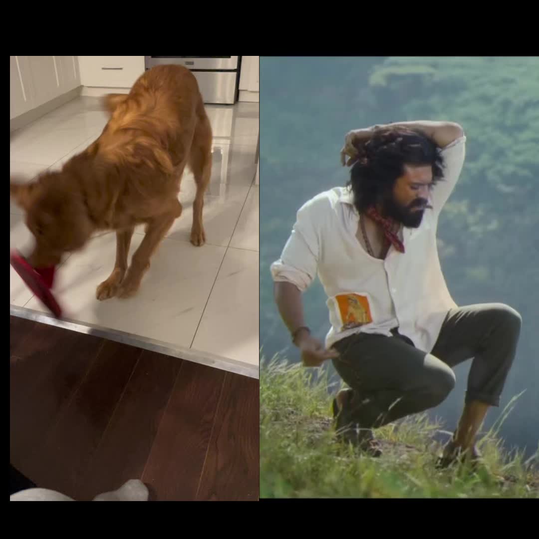 @Cooper the Golden Retriever 🦮