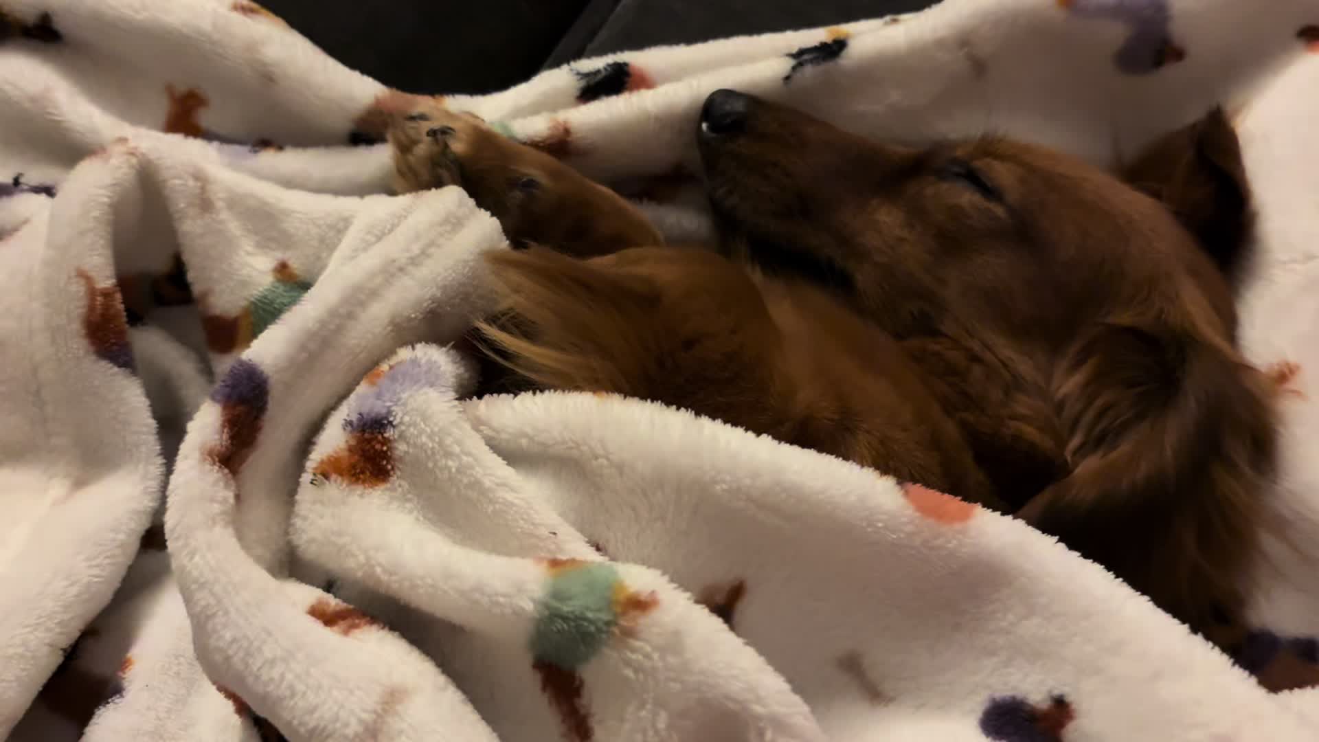 @remi.the.mini.ween