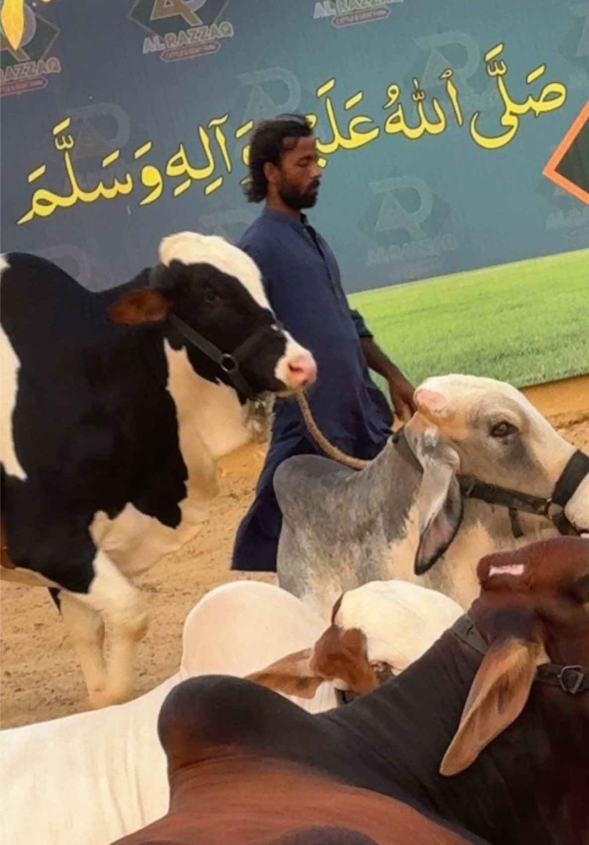 @Karachi Bull lovers