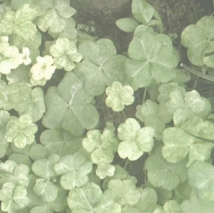 @🍀 ⩊ ⓐ𝕣ᵗ𝕚ⓔ ♡ˢ   𝕙ⓘˢ  ⓕ/𝕠ˢ