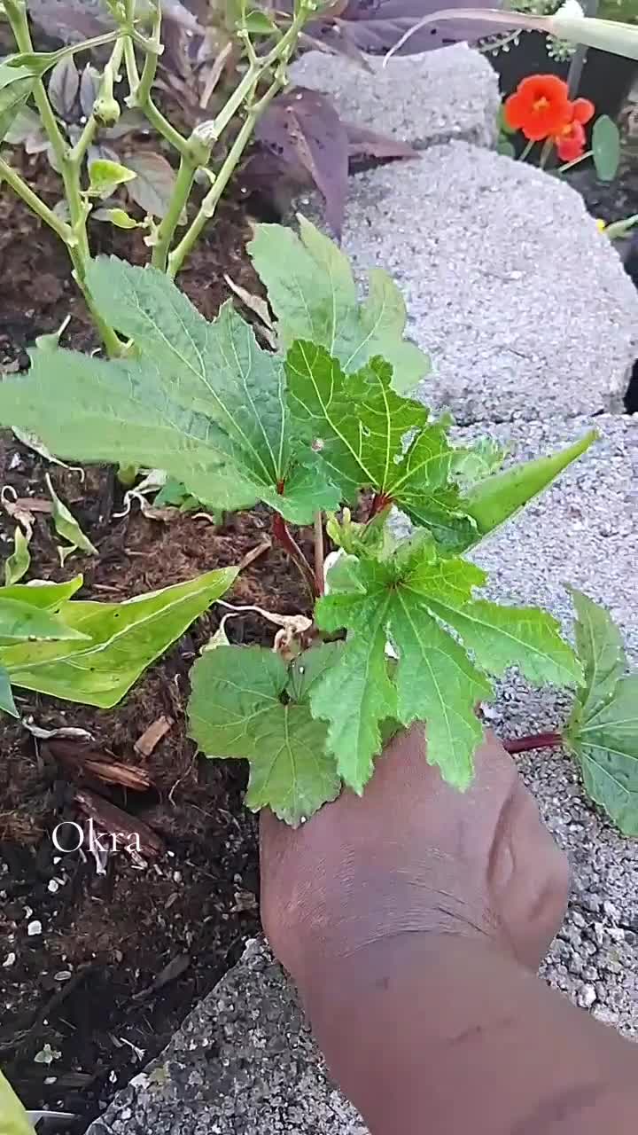 @oakland_garden_gal