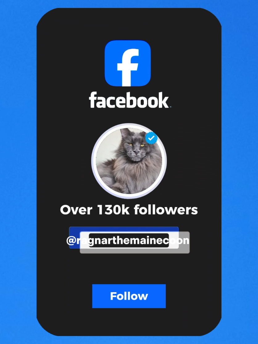 @Ragnar the Maine Coon 🐈