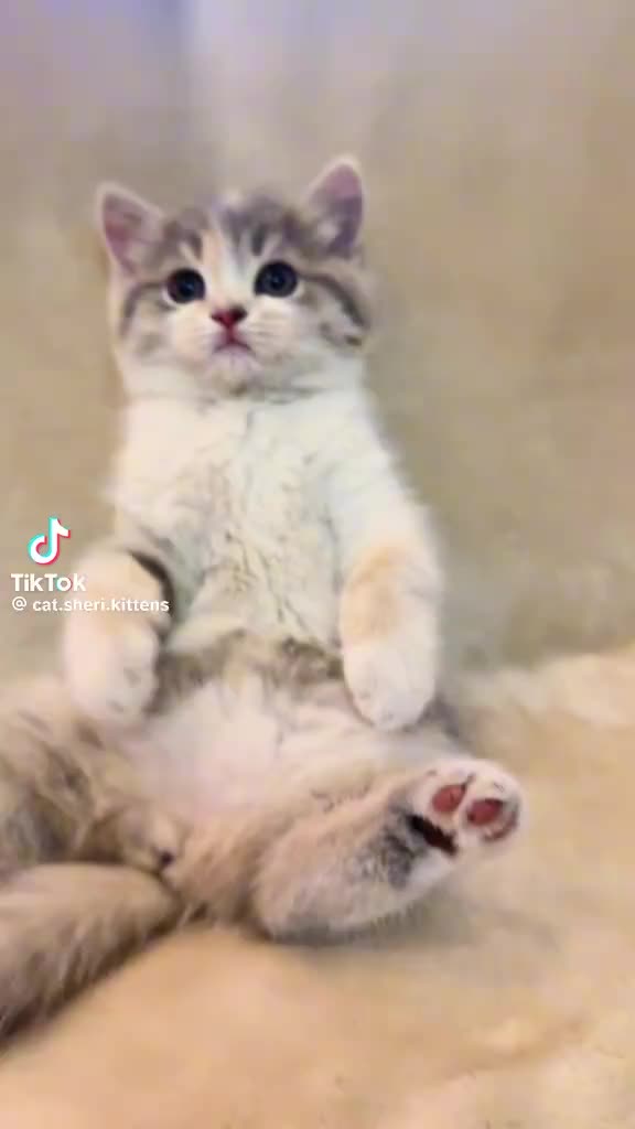 @petmartopia