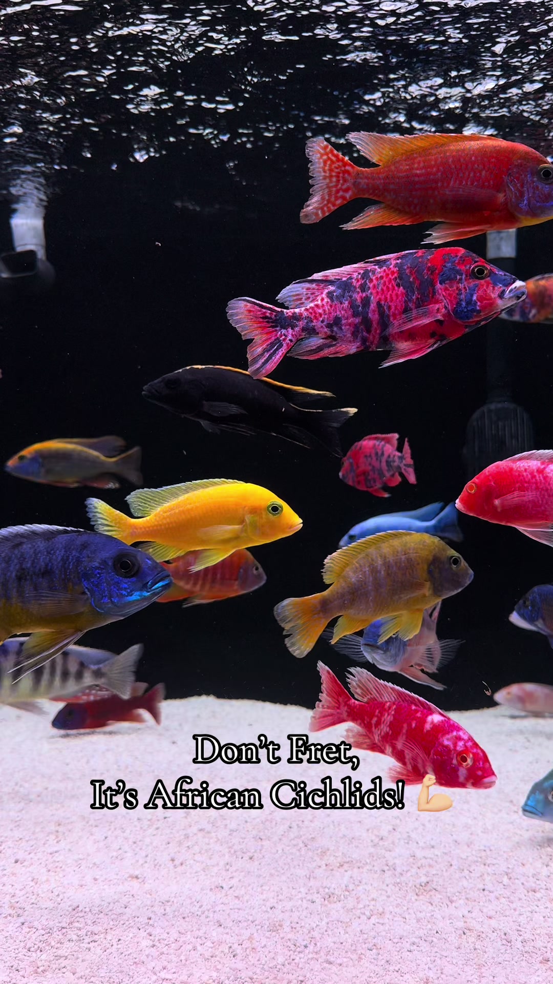 @Tony’s Tanks