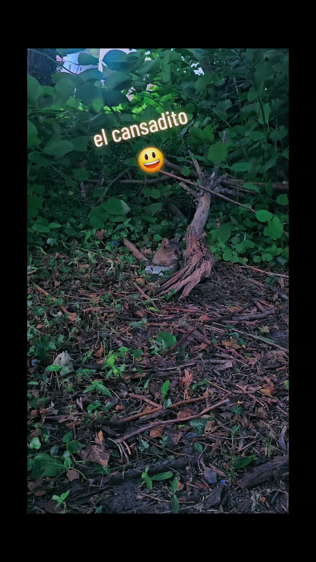 @🇲🇽Guli.Carrada 🐈&zwj;⬛