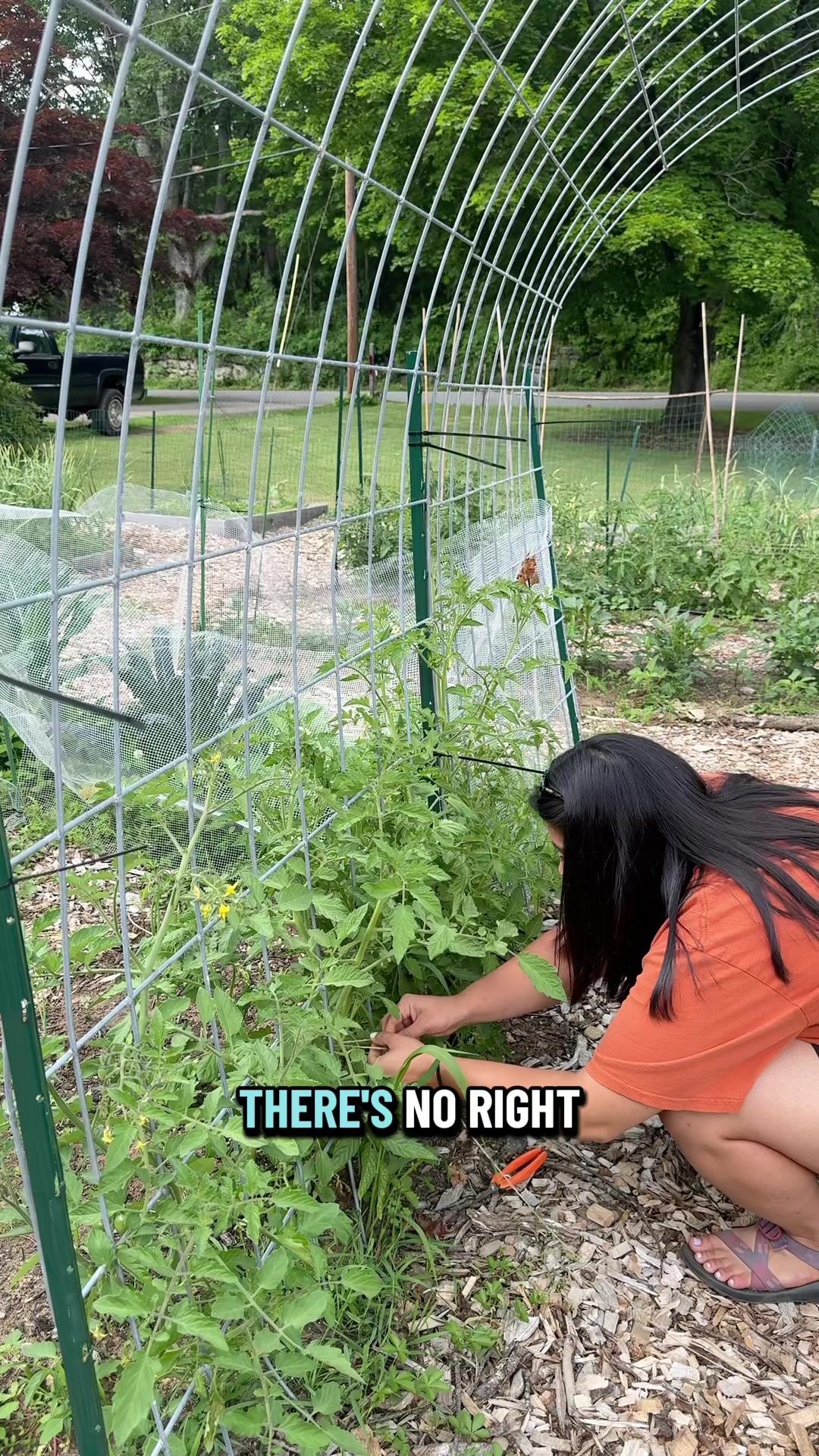 @Manica | zone 6a gardener