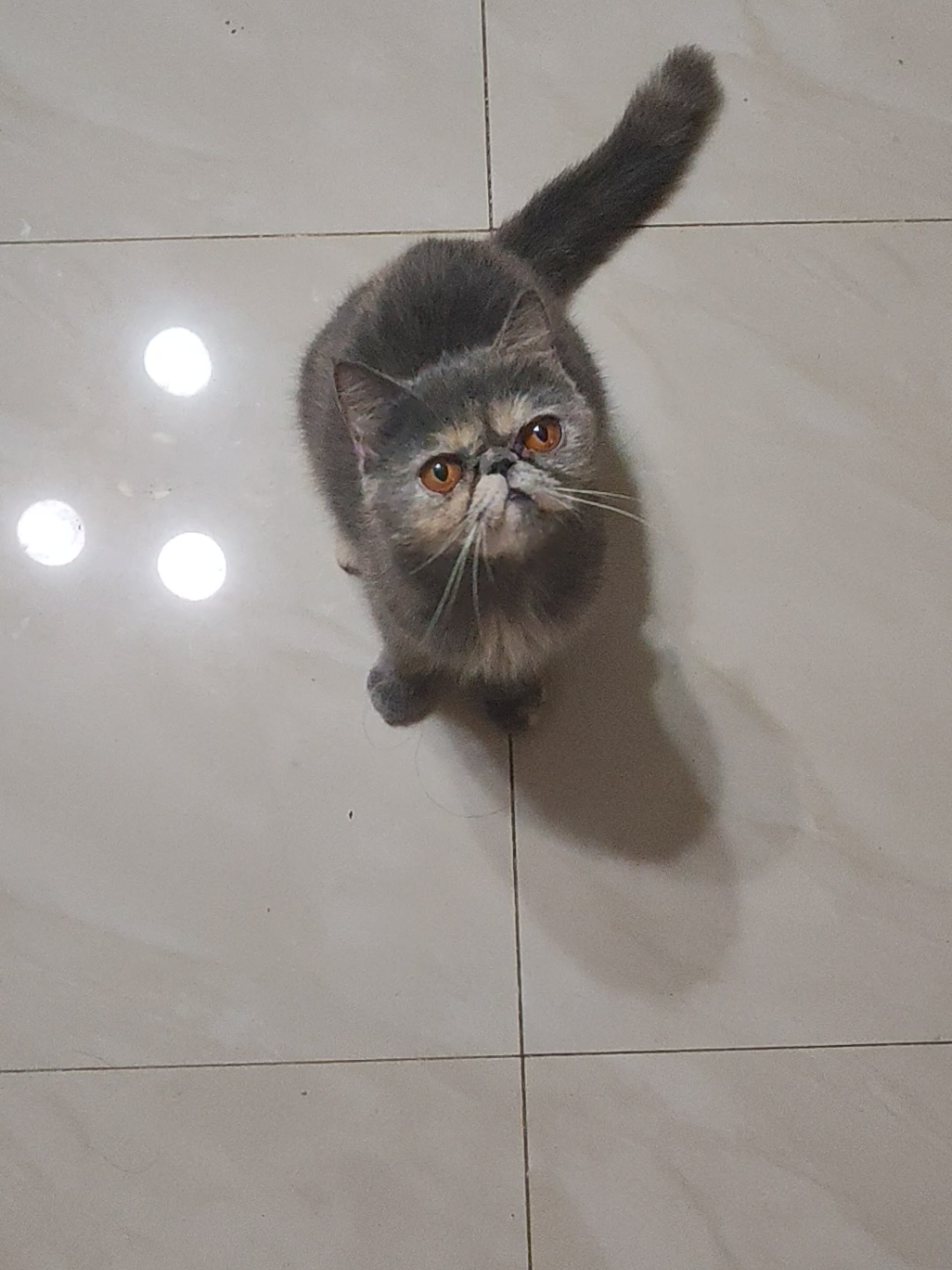 @UniqueClaw Cattery