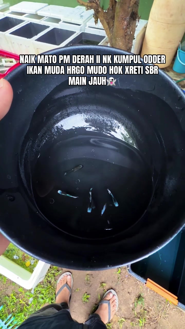 @RULL GUPPY MINI HOUSE🏘️