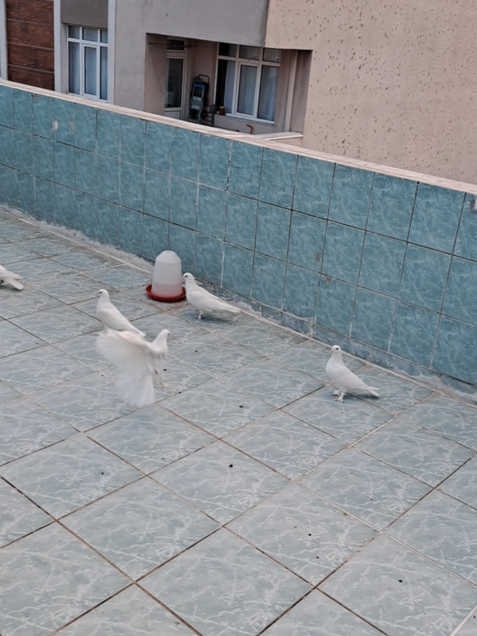 @Erkan Bey 24