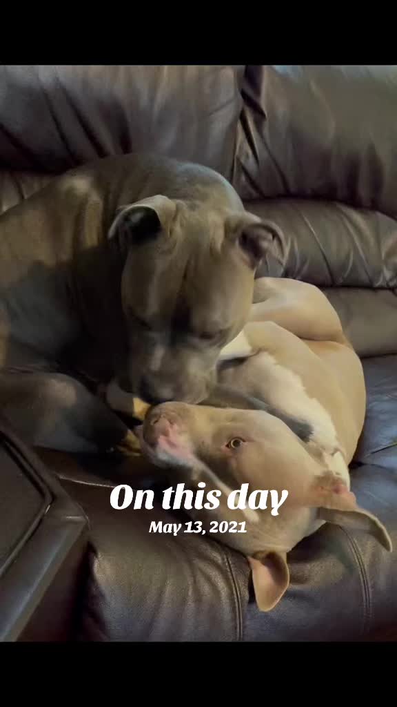 @Pittie Mom