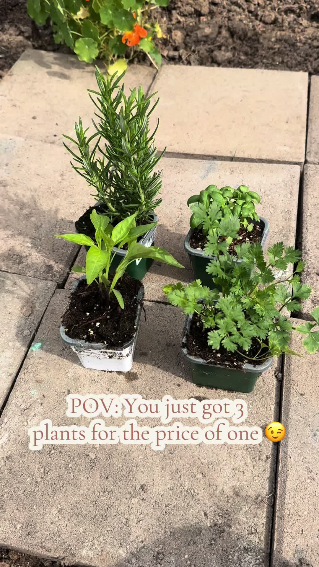 @plantingwithe