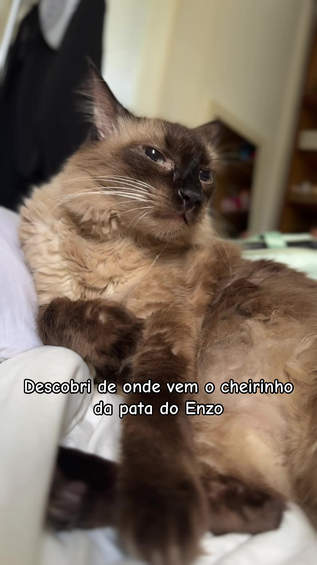 @Lorenzo the cat