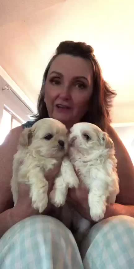 @Twilight Shih Tzu