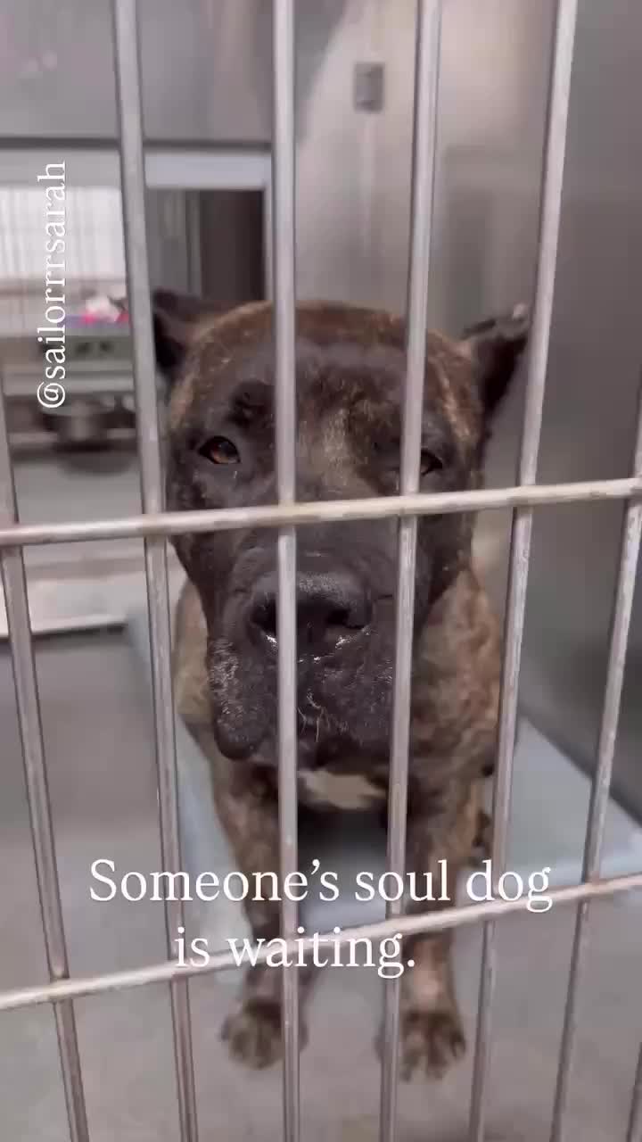 @Saving Mastiffs