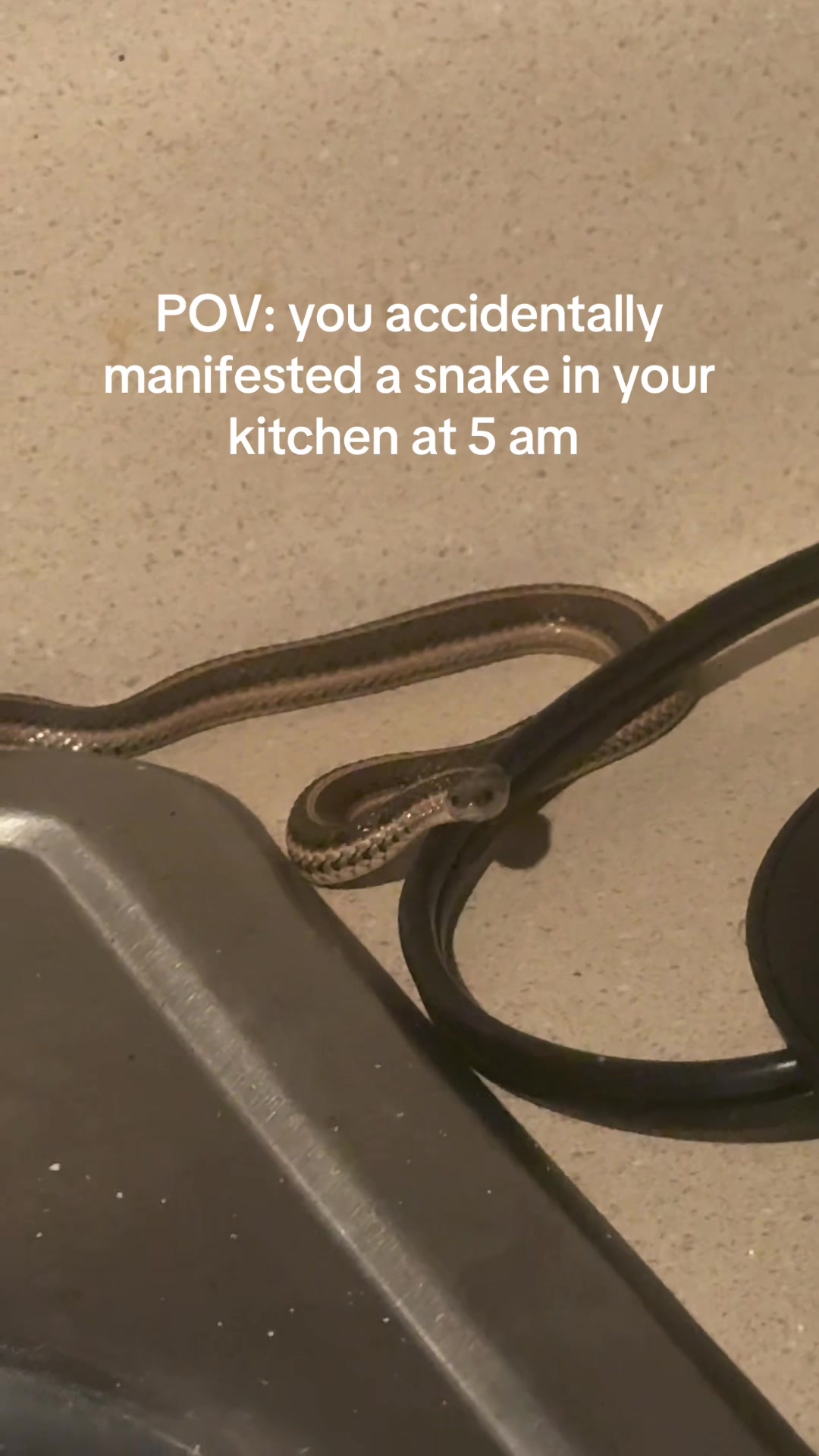 @Raneem 🐍