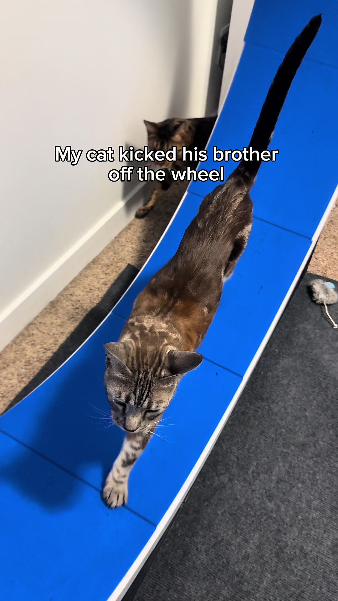 @Three Nawty Cats