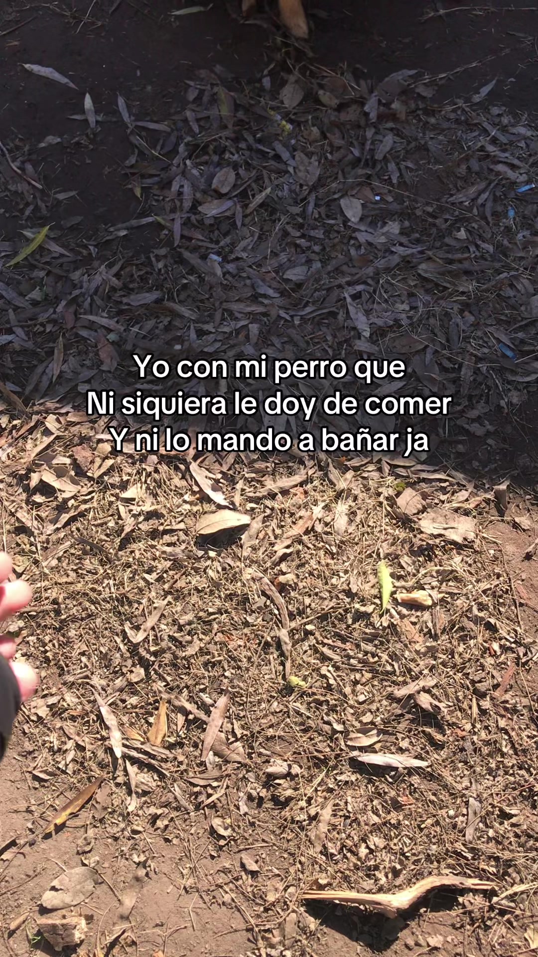 @ddelfi