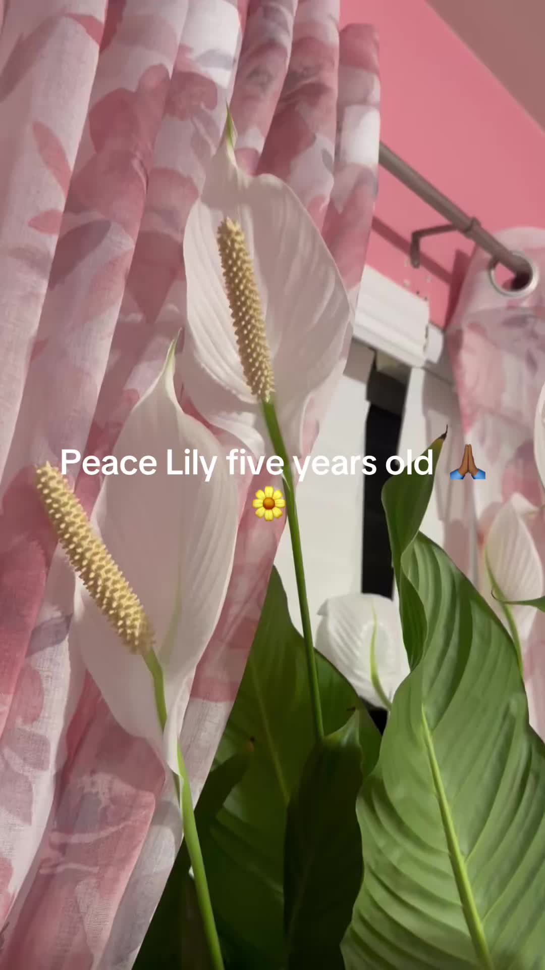 @prettypaulette66
