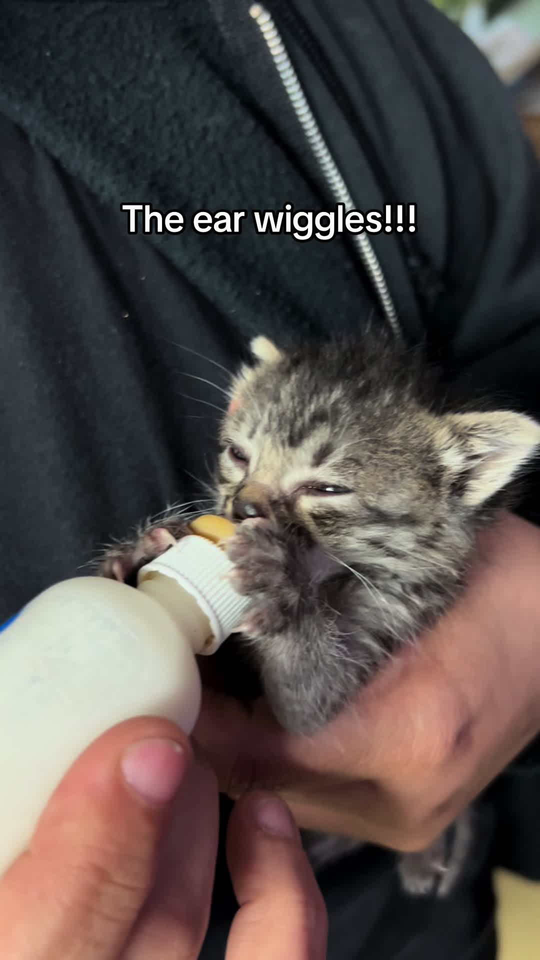 @San Diego Humane Society