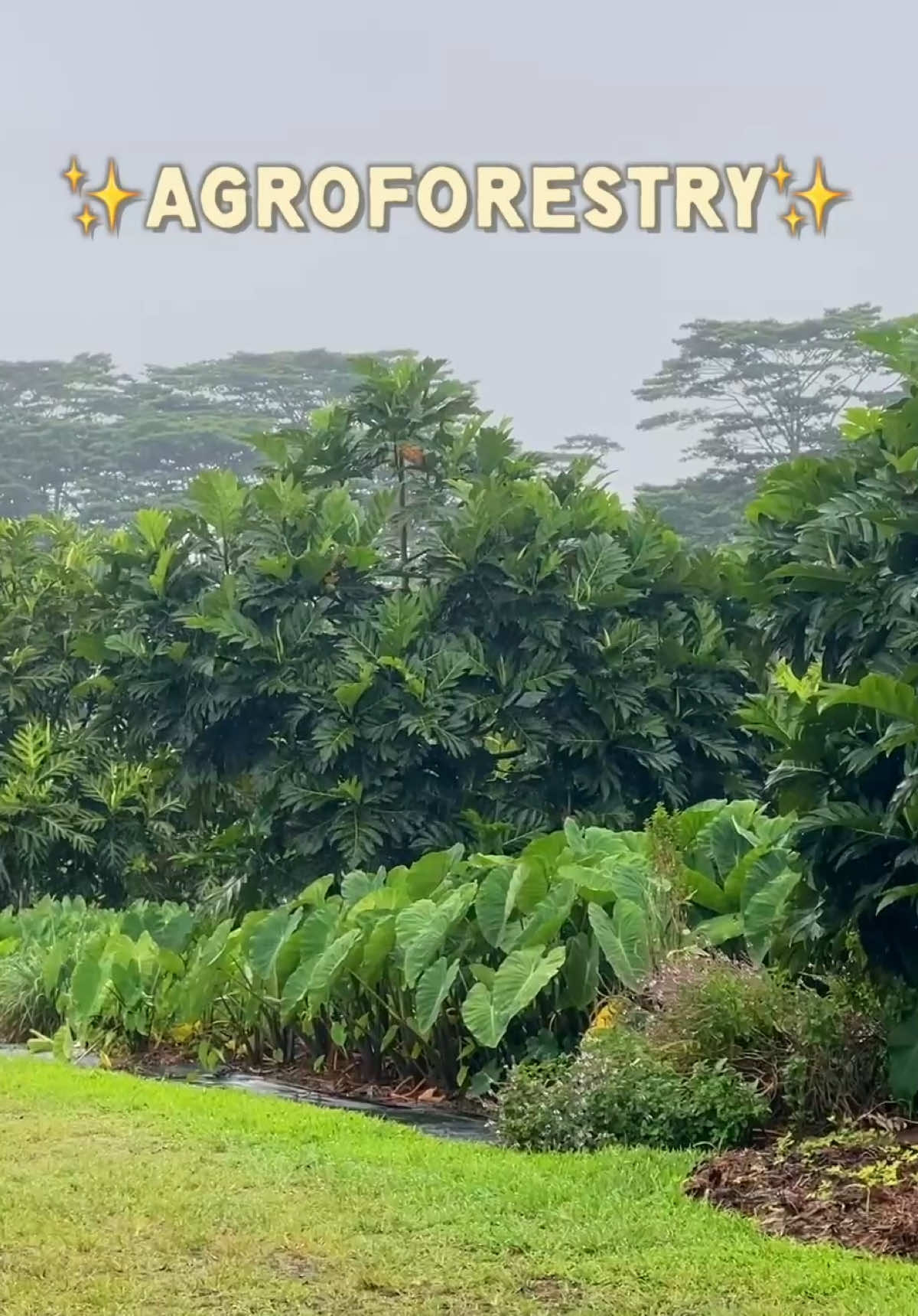 @Sarah 🌱 | Corporate to Farm